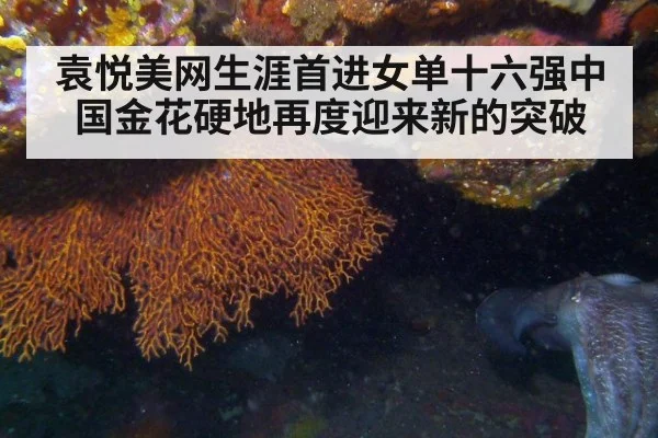 袁悦美网生涯首进女单十六强中国金花硬地再度迎来新的突破
